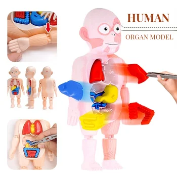 Inimese Keha Anatoomia Mudel Kid 3D Puzzle Haridus-Õppe Orel kokku pandud Mänguasja Keha Elundite Õpetamise Vahend Lastele AURU Kingitus